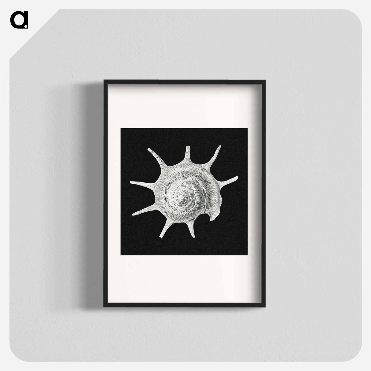 Vintage shell marine life illustration - エルンスト ヘッケル Poster.