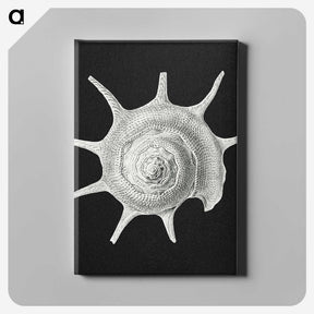 1-79_Ernst-Haeckel_canvas