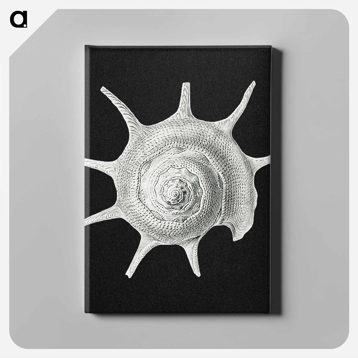 Vintage shell marine life illustration - エルンスト ヘッケル Canvas.