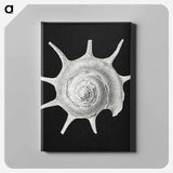 Vintage shell marine life illustration - エルンスト ヘッケル Canvas.