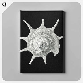 アートパネル-Vintage shell marine life illustration - エルンスト ヘッケル Canvas.