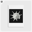 アートポストカード-Vintage shell marine life illustration - エルンスト ヘッケル Postcard.