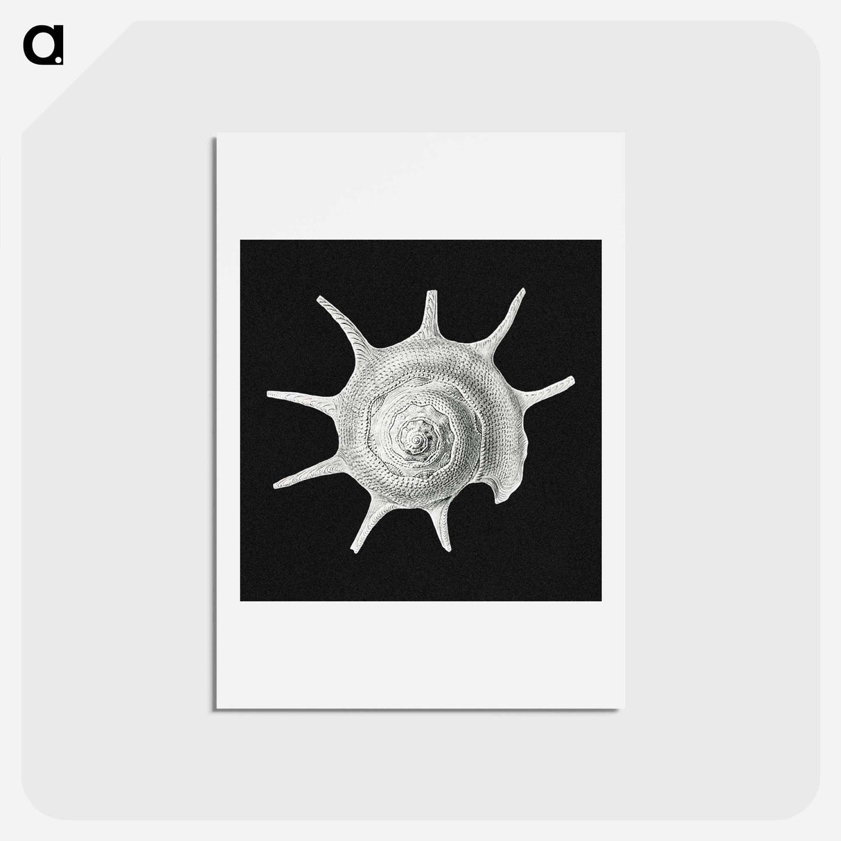 アートポストカード-Vintage shell marine life illustration - エルンスト ヘッケル Postcard.