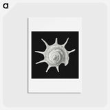 アートポストカード-Vintage shell marine life illustration - エルンスト ヘッケル Postcard.