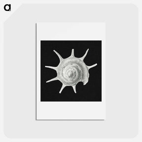 アートポストカード-Vintage shell marine life illustration - エルンスト ヘッケル Postcard.