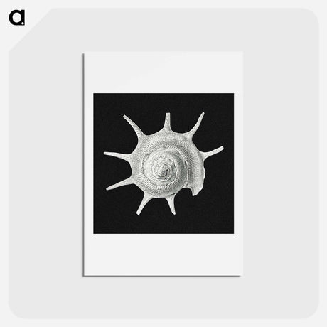 アートポストカード-Vintage shell marine life illustration - エルンスト ヘッケル Postcard.