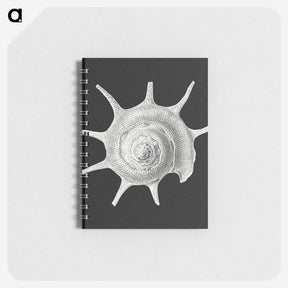 1-79_Ernst-Haeckel_memo