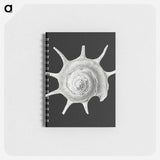 アートメモ帳-Vintage shell marine life illustration - エルンスト ヘッケル Memo.