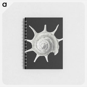 アートメモ帳-Vintage shell marine life illustration - エルンスト ヘッケル Memo.
