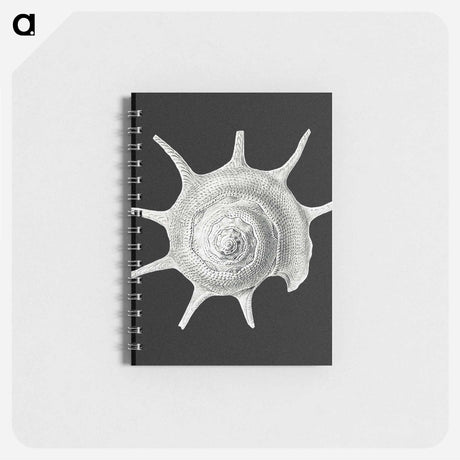 アートメモ帳-Vintage shell marine life illustration - エルンスト ヘッケル Memo.