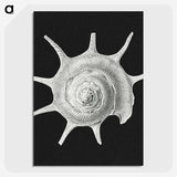 1-79_Ernst-Haeckel_picture-crop