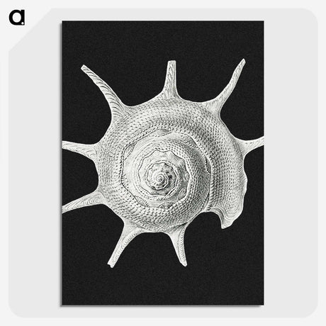 1-79_Ernst-Haeckel_picture-crop