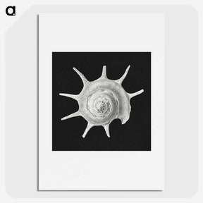 1-79_Ernst-Haeckel_picture