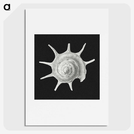 1-79_Ernst-Haeckel_picture