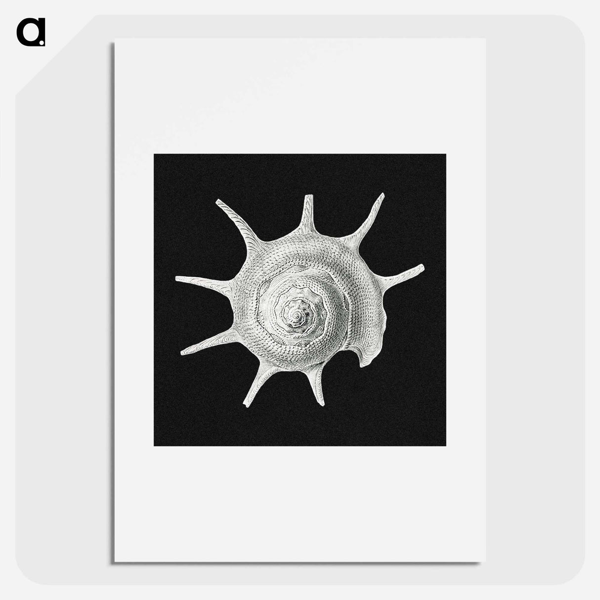 Vintage shell marine life illustration - エルンスト ヘッケル Poster.