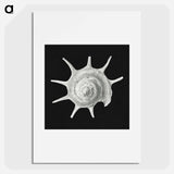 Vintage shell marine life illustration - エルンスト ヘッケル Poster.