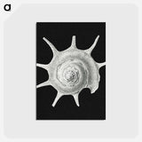 アートポストカード-Vintage shell marine life illustration - エルンスト ヘッケル Postcard.