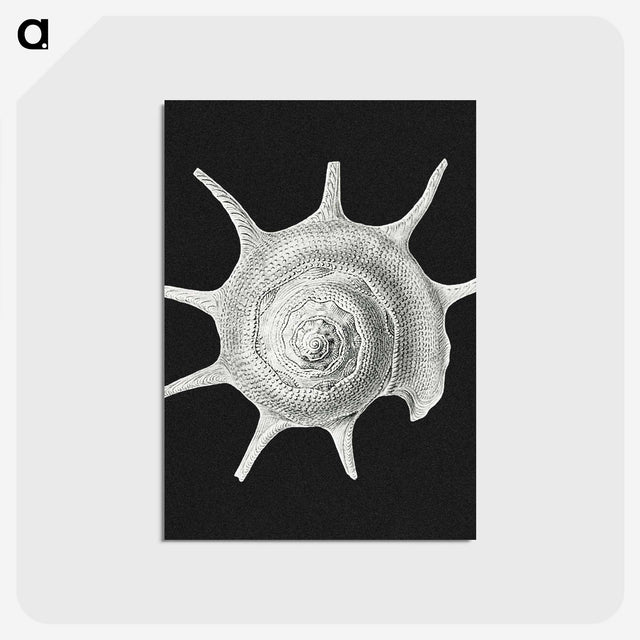 1-79_Ernst-Haeckel_postcard
