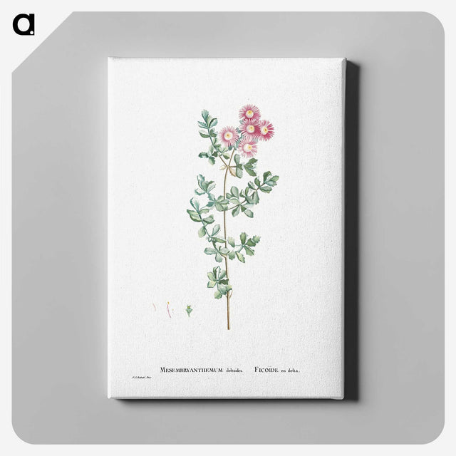 1-79_Histoire-des-Plantes-Grasses_canvas