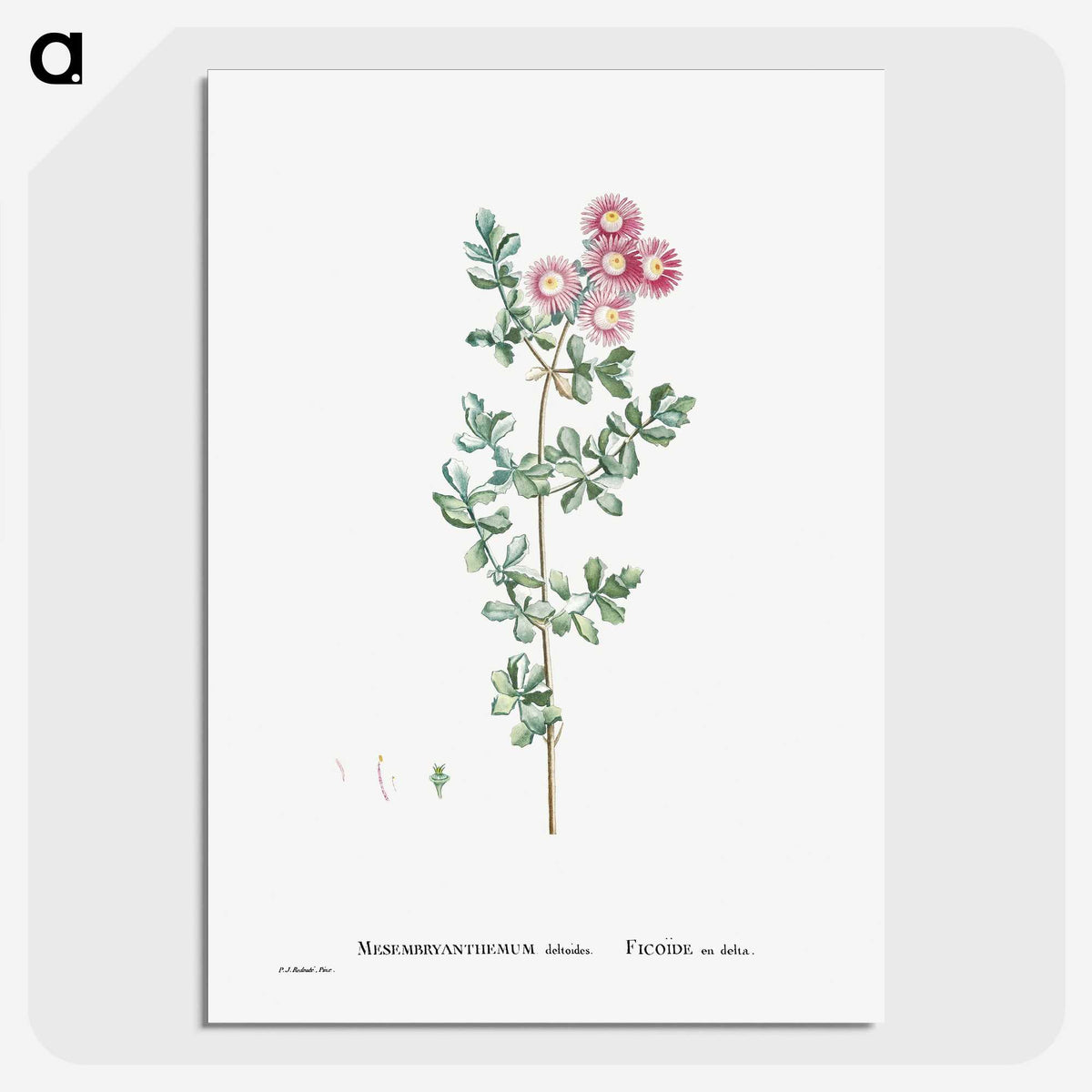 1-79_Histoire-des-Plantes-Grasses_picture-crop