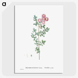 1-79_Histoire-des-Plantes-Grasses_picture-crop