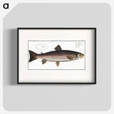 1-79_Ichtyologie-ou-Histoire-naturelle_blk
