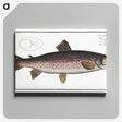 1-79_Ichtyologie-ou-Histoire-naturelle_canvas