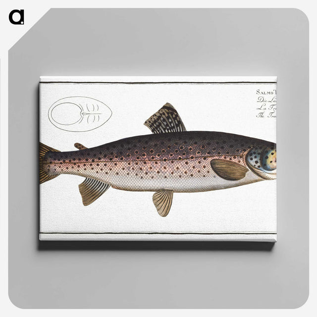 1-79_Ichtyologie-ou-Histoire-naturelle_canvas