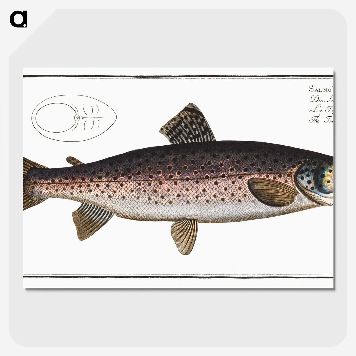 1-79_Ichtyologie-ou-Histoire-naturelle_picture-crop