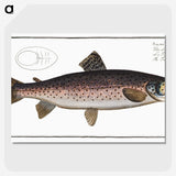 1-79_Ichtyologie-ou-Histoire-naturelle_picture-crop