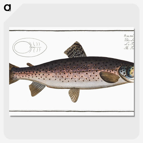 1-79_Ichtyologie-ou-Histoire-naturelle_picture-crop