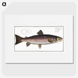 1-79_Ichtyologie-ou-Histoire-naturelle_picture