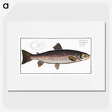 1-79_Ichtyologie-ou-Histoire-naturelle_picture