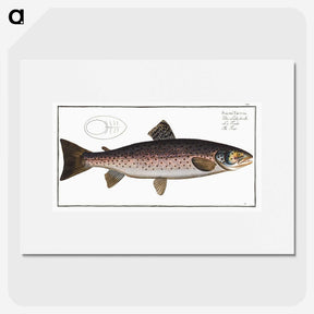 1-79_Ichtyologie-ou-Histoire-naturelle_picture