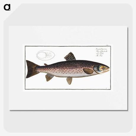 1-79_Ichtyologie-ou-Histoire-naturelle_picture