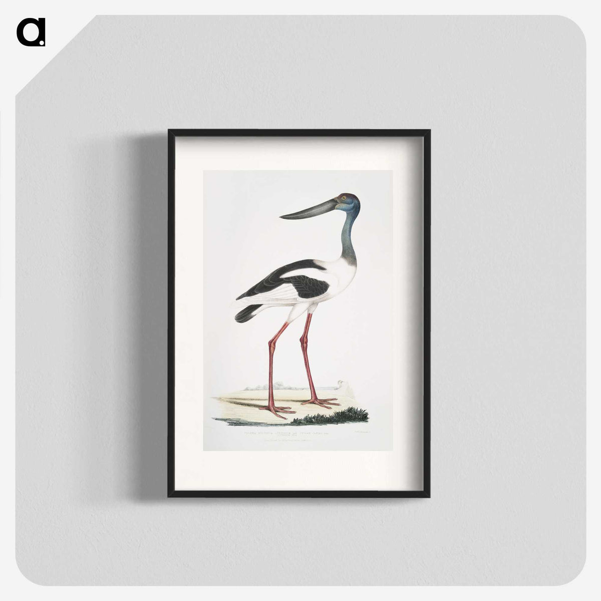 1-79_Indian-Zoology_blk