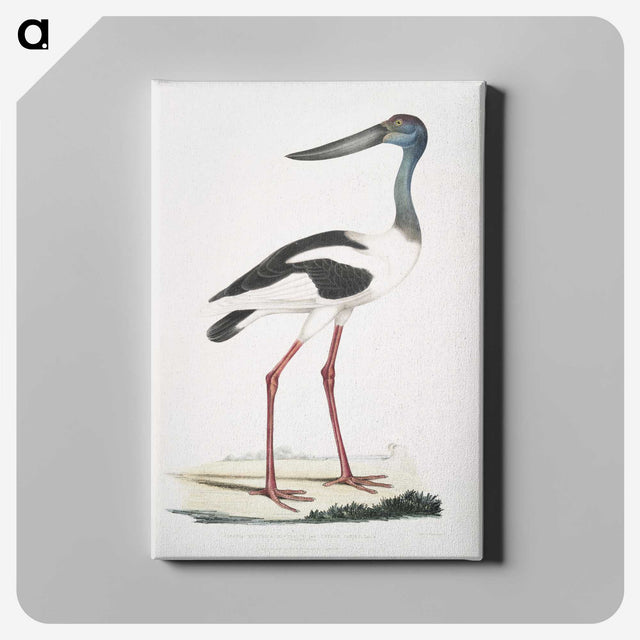 1-79_Indian-Zoology_canvas