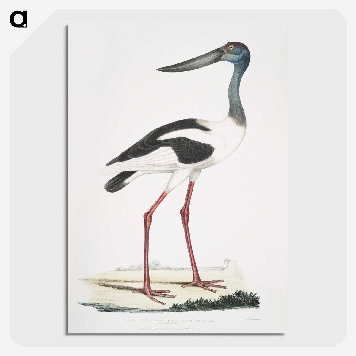 1-79_Indian-Zoology_picture-crop