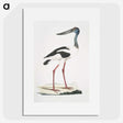 1-79_Indian-Zoology_picture