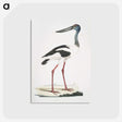 1-79_Indian-Zoology_postcard