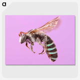 1-79_Insects-Unlocked-Project_picture-crop