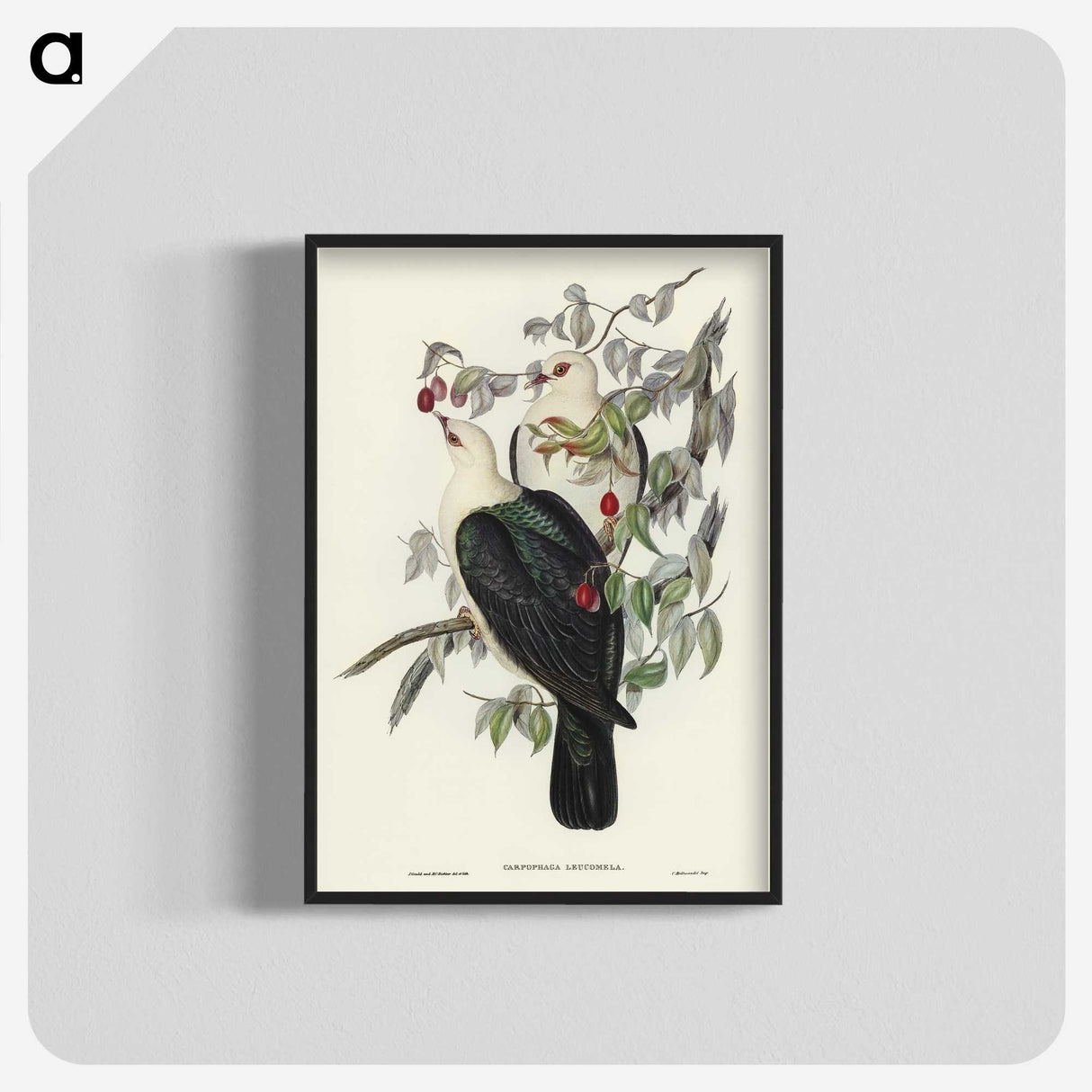 1-79_John-Gould_blk-crop