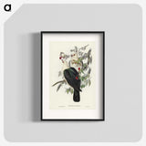 1-79_John-Gould_blk