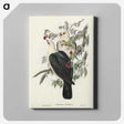 1-79_John-Gould_canvas