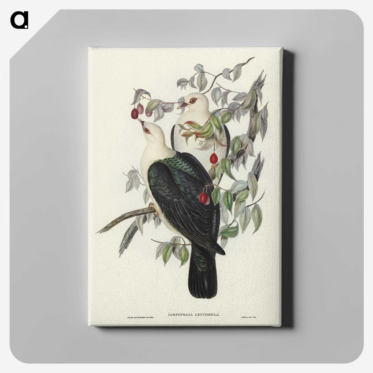 1-79_John-Gould_canvas