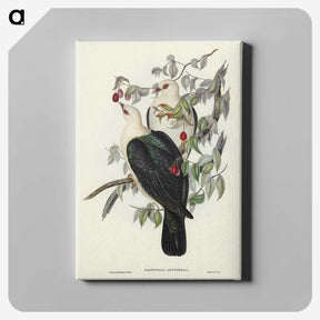 1-79_John-Gould_canvas