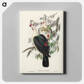 アートパネル-White-headed Fruit Pigeon
 - ジョン グールド Canvas.