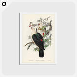 アートポストカード-White-headed Fruit Pigeon
 - ジョン グールド Postcard.