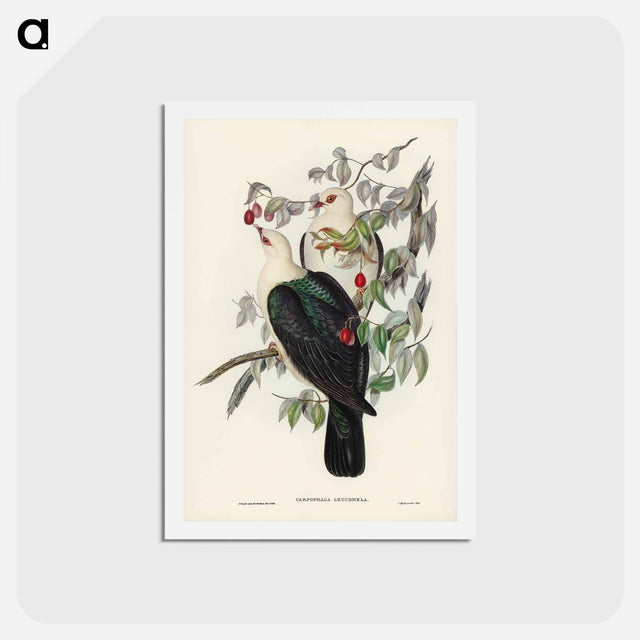 アートポストカード-White-headed Fruit Pigeon
 - ジョン グールド Postcard.