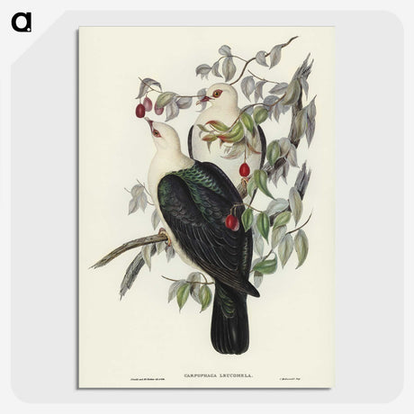 1-79_John-Gould_picture-crop